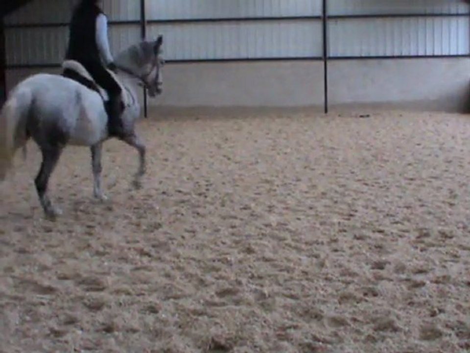 contre galop
