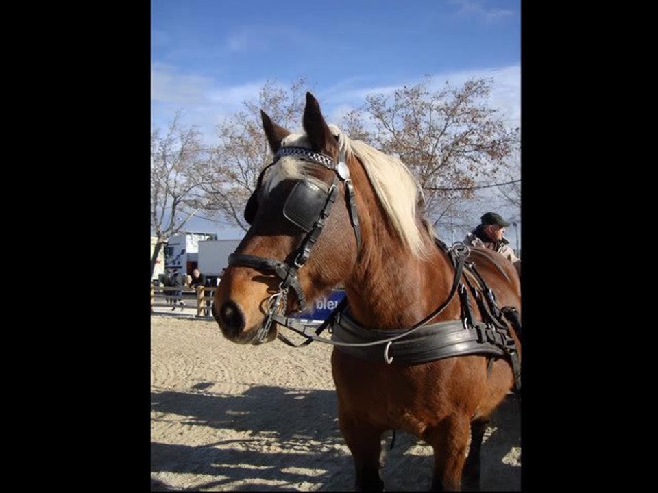 Cheval Passion 2012