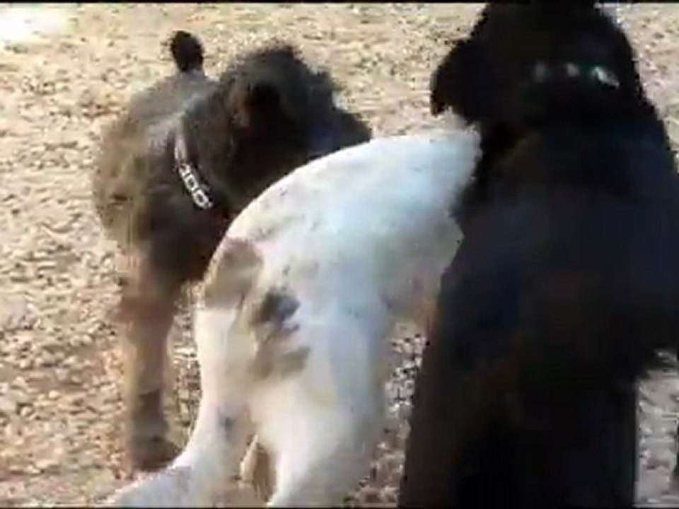 Barking Hound Village Presents - Pup Power!