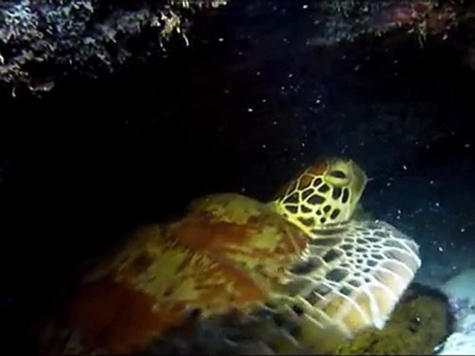 Randonnée palmée Aquanature, récif Larégnère, une nuit de janvier 2012