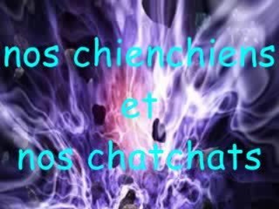 Les chiens-chats