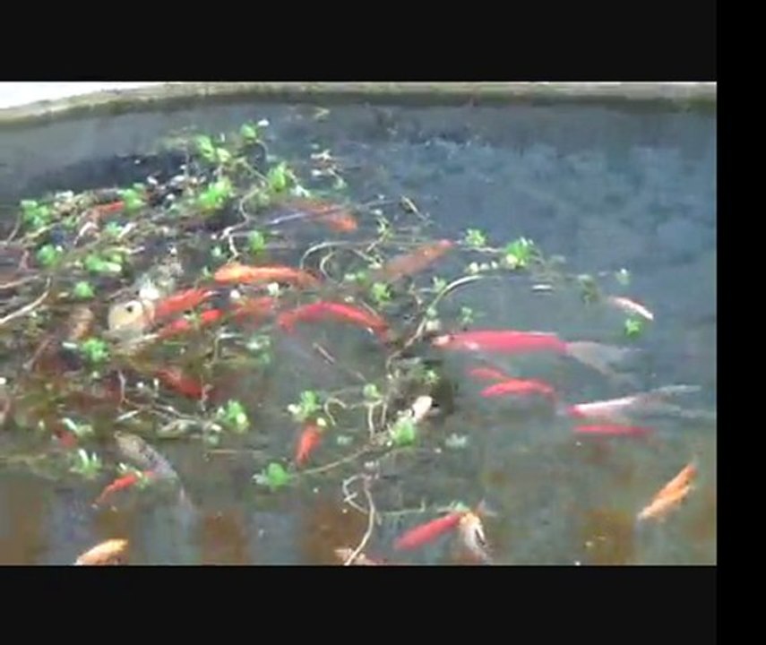 Carpes Koï et Poisson Rouges