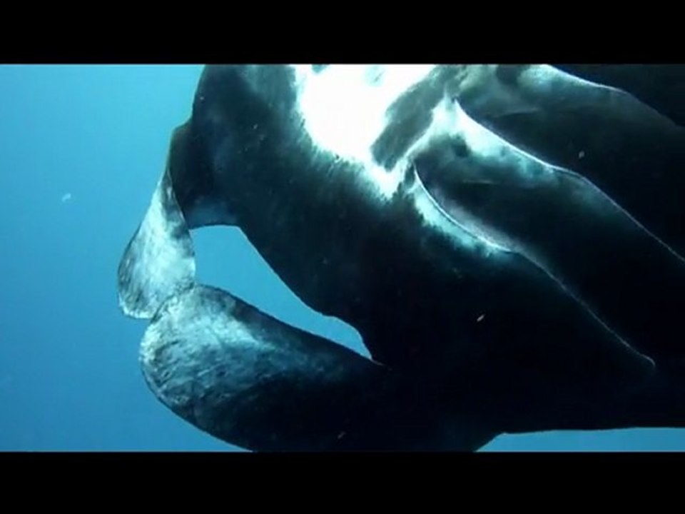 APNEA avec Aquanature, passe de Dumbéa : les raies manta