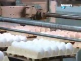 Yumurta üretim belgeseli