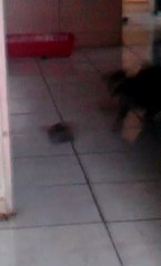 chat qui a peur d'une brosse à cheveux