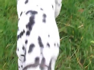 Bianca en vadrouille