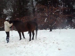 Poney , Hiver 2011-2012