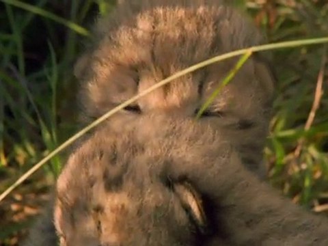 Félins - Extrait 3 Présentation de Sita et ses petits - VF