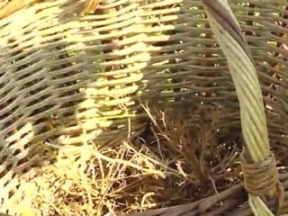 Les produits de base de l'homéopathie