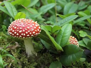 Fırtına Belgeseli (fragman)