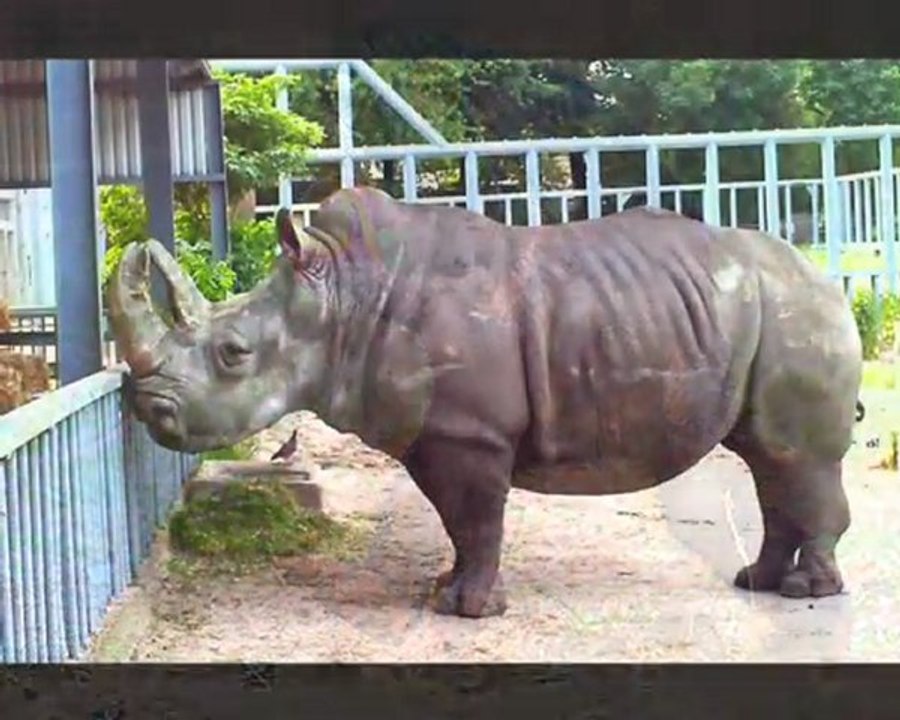 Андрей Иванов. Зоопарк.