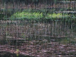 Petit lac en fleurs