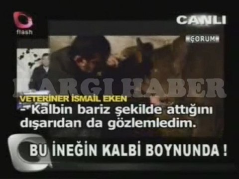 FLASHTV kalbi boynunda inek kargihaber.com