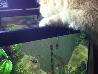 Verlaine et les poissons