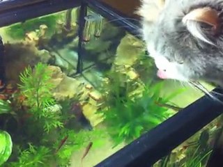 Verlaine, Fleur de Lys et les poissons