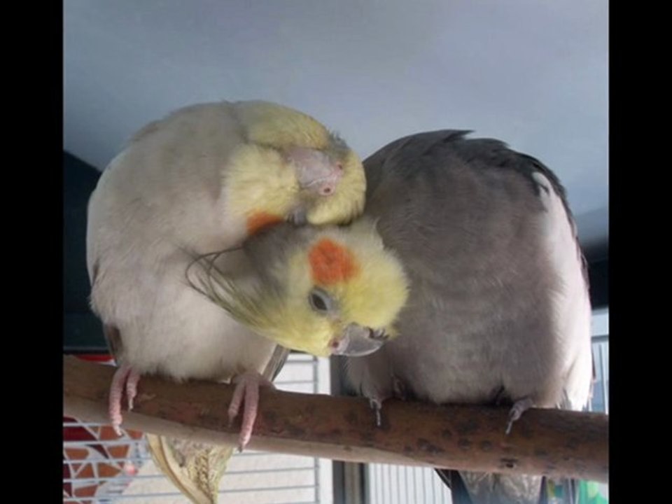 Calopsittes printemps 2011