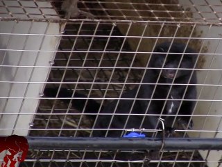Manifestation contre l'élevage de visons d'Emagny (21.01.2012)