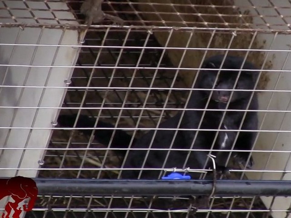 Manifestation contre l'élevage de visons d'Emagny (21.01.2012)