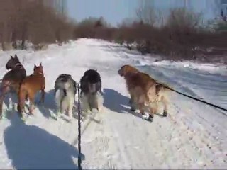 Cani-Rando Saguenay
