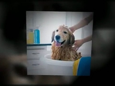 Dog Grooming