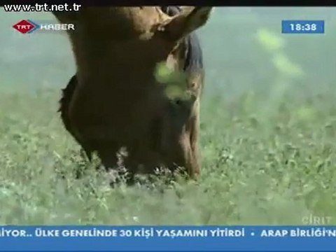 Atlı yiğidin oyunu CİRİT-1 Tarihi çevir Mehter At TRT