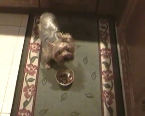 Virus , Daisy & Végas