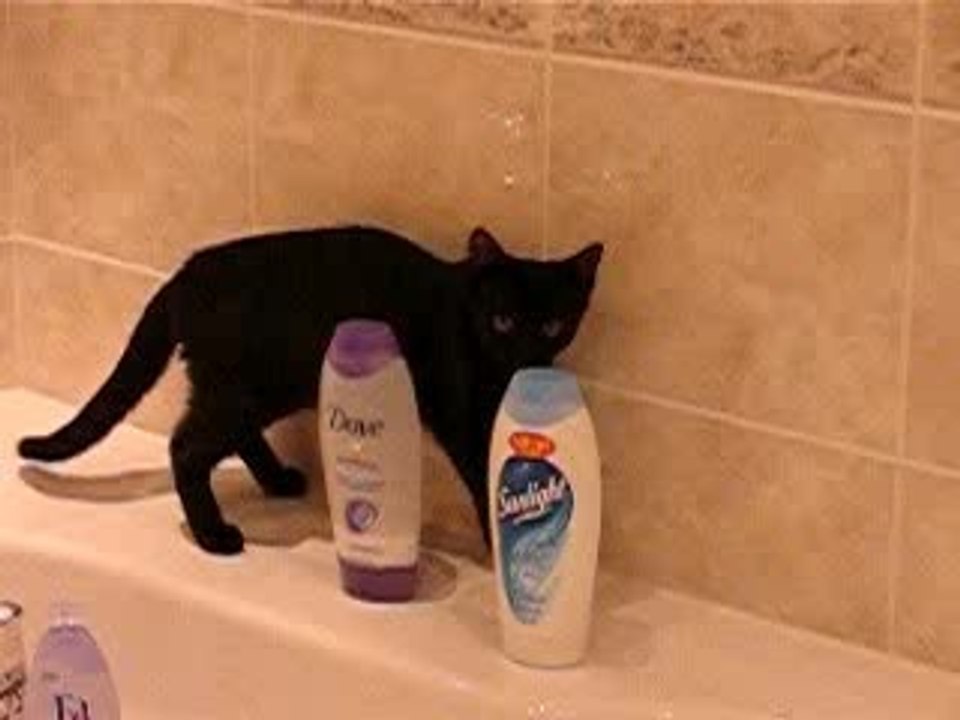 Quand 2 chatons découvrent...