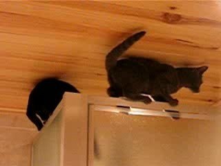 Les acrobates...