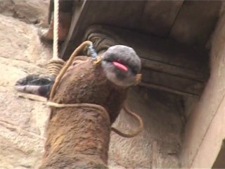 rara avis 6 (carmaval de solsona)