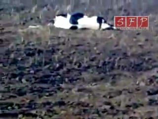 جسر الشغور حرق الحيوانات والمحاصيل 10-6-2011