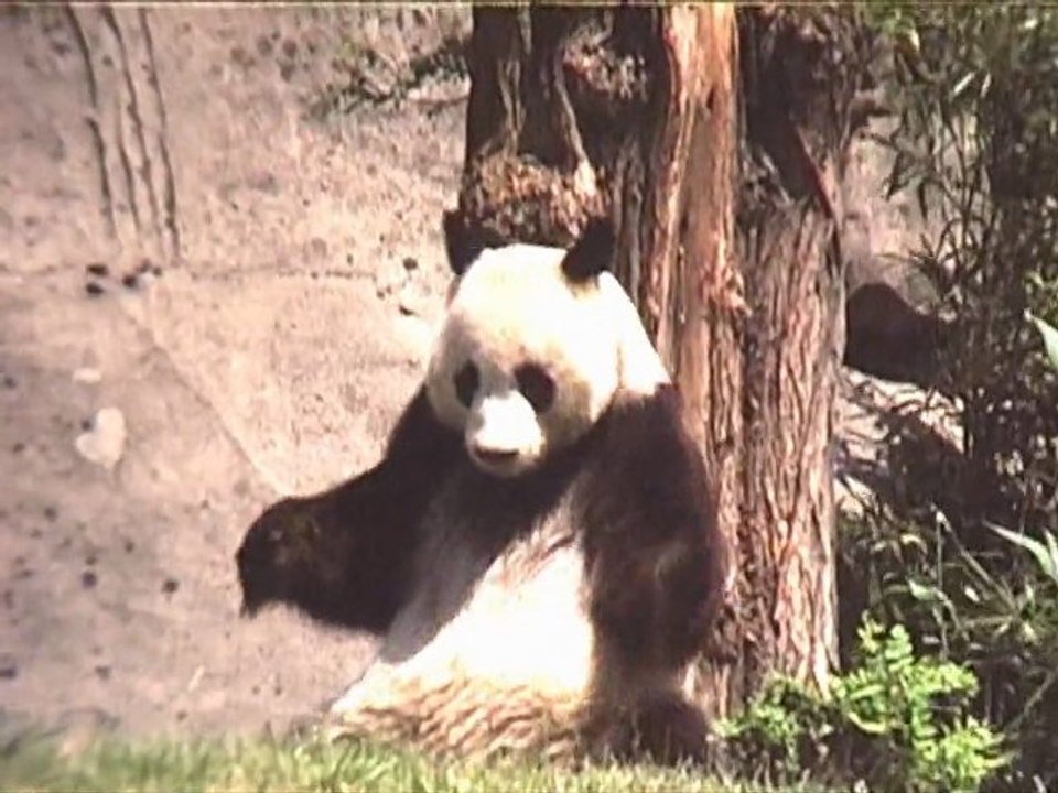 panda