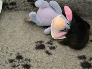 HOLLY ET SES DOUDOUS 23/01/2012