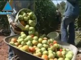 Fruit and Vegetable Prices Soar In Shmita Year