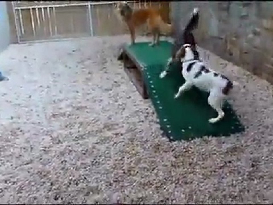 Barking Hound Village Presents - Fast Times with the Three Amigos