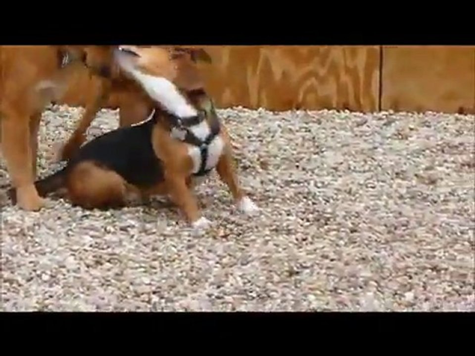 Barking Hound Village Presents - Pup Pals