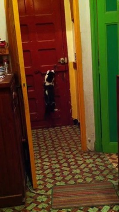 chat ouvrant porte!