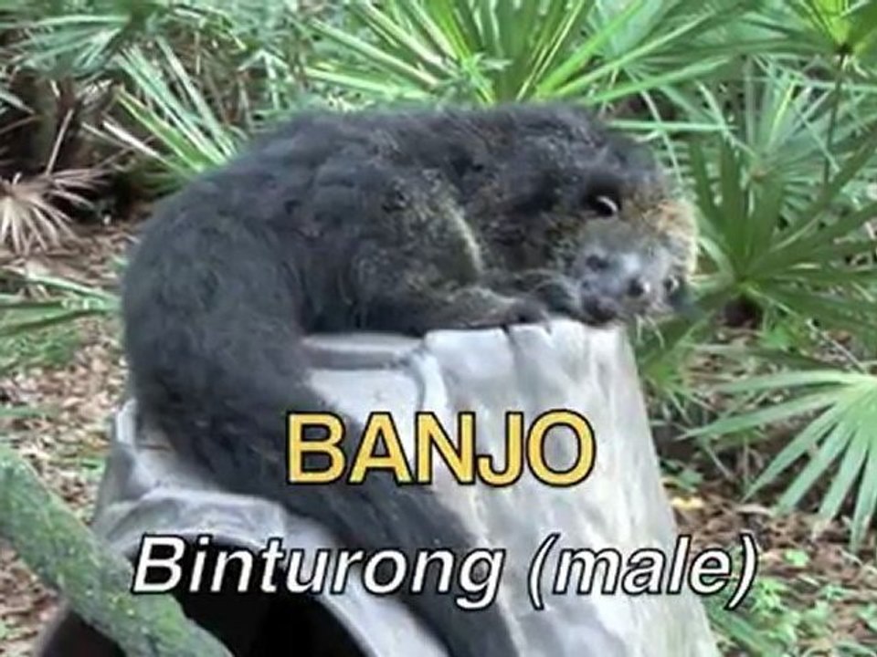 Weird, Strange & Rare! The small cats of Big Cat Rescue