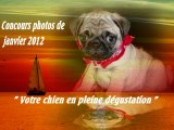 concours photos janvier 2012