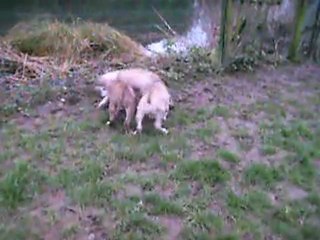 VIDEO DU 23.01.2012 DES 2 FIFILLES AVEC LEUR FRERE ...