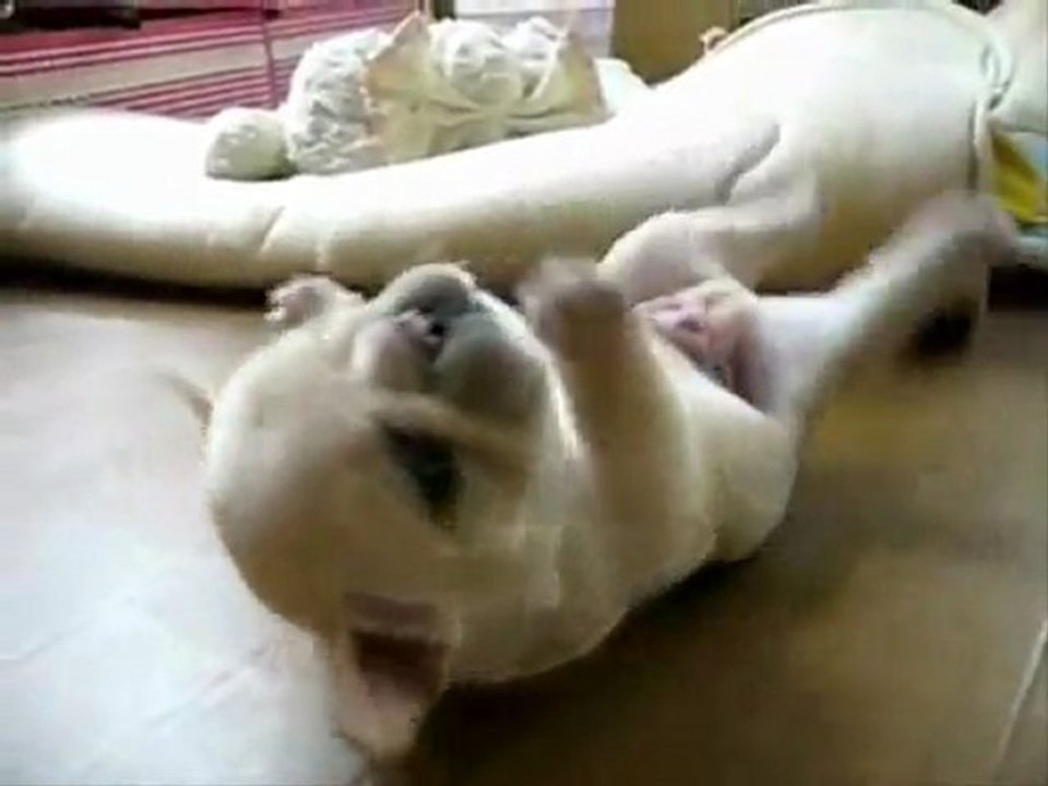 Vocaloid Okiagarenai Yo InuYDesi Fandub (Voces en Chorus)