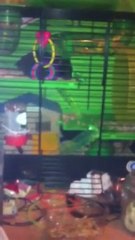 Lindalicious My hamster is à ninja