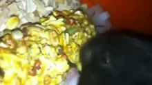 Lindalicious, My cute hamsters !.