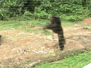 Gorillas werden in Nationalpark in Kamerun aufgepäppelt