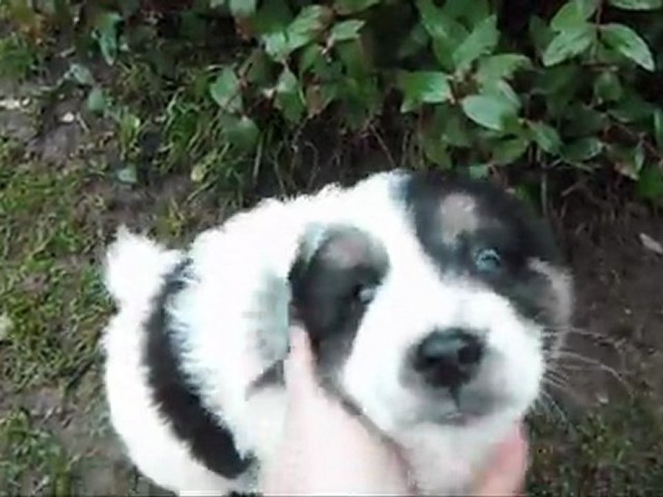 chiots tornjak 5