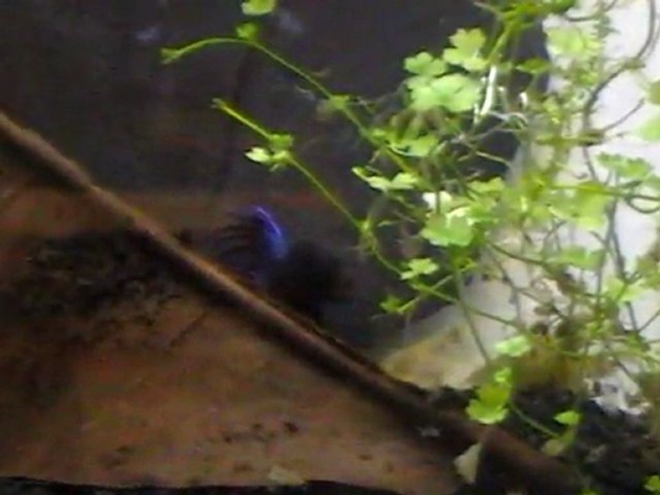 betta_ct