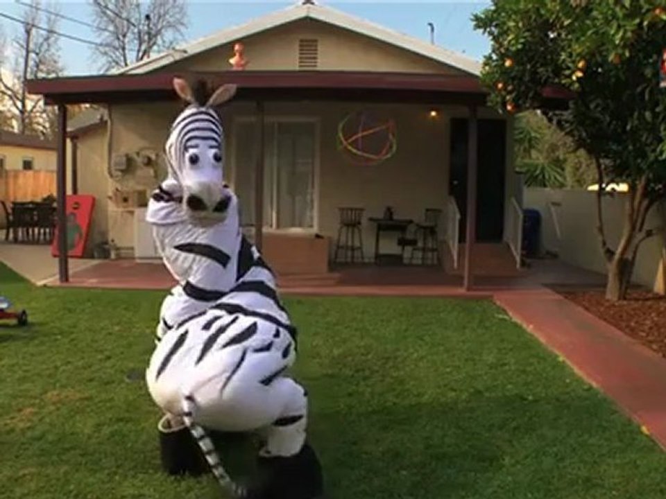 Zebra tańczy