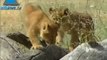 Infolive.tv Minute - Israel's Lion King Plays With His Cubs