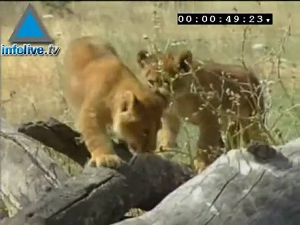 Infolive.tv Minute - Israel's Lion King Plays With His Cubs