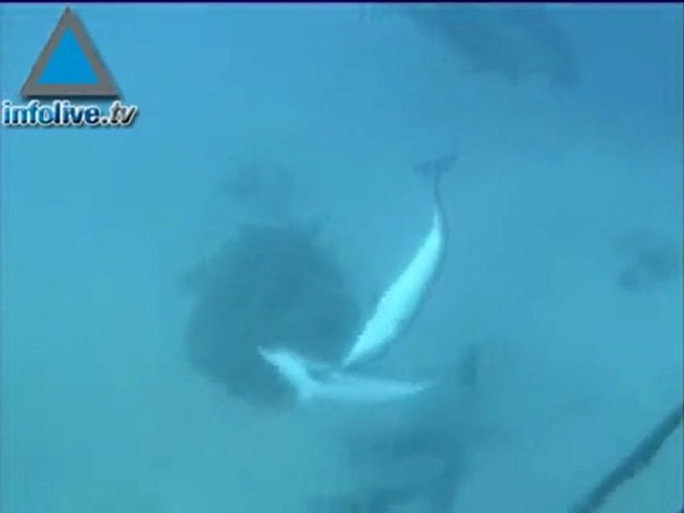 An Underwater Delight In Eilat - Swimming With The Dolphins