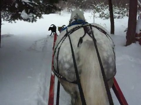 À l'attelage avec mon cheval et les 2 chiennes.